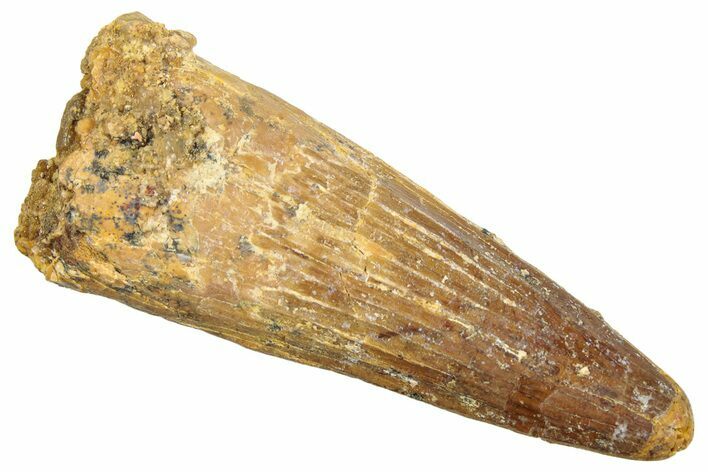 Fossil Spinosaurus Tooth - Real Dinosaur Tooth #245081